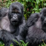 go primate bwindi gorillas