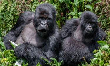 go primate bwindi gorillas
