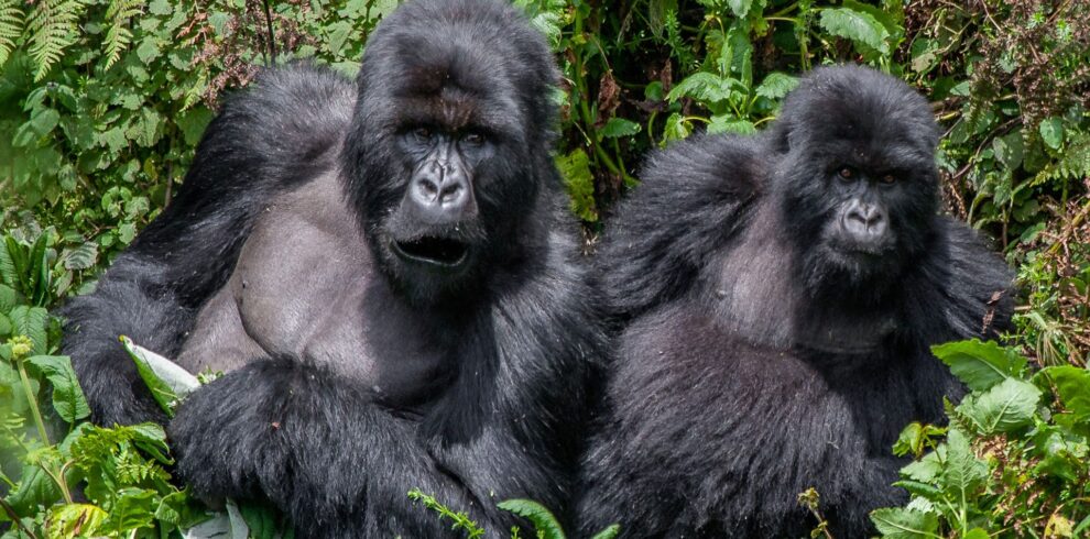 go primate bwindi gorillas