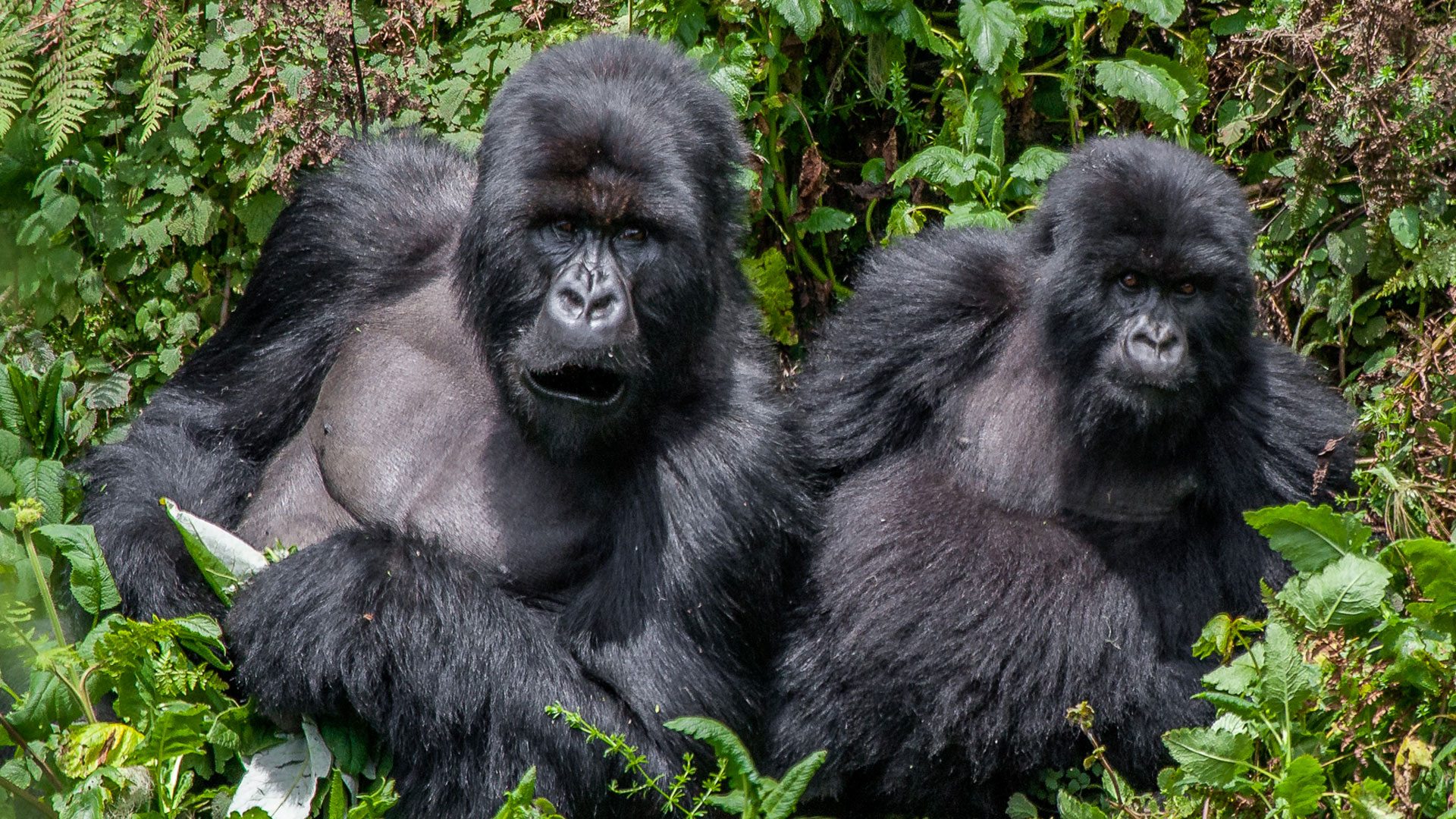 go primate bwindi gorillas