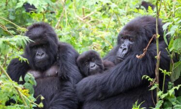 5-Days Rwanda Luxury Gorilla Safaris