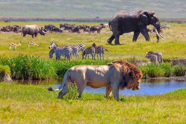 go primate safaris serengeti-national-park