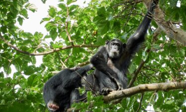 4 Days Rwanda Gorillas and Chimpanzee Tracking