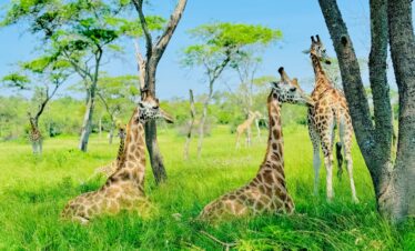 14 Days Uganda and Rwanda safari