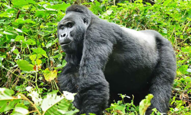 3 Days Gorilla Habituation Bwindi