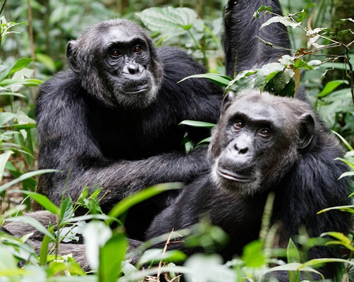 go primate S Chimpanzee-Trekking-in-Uganda