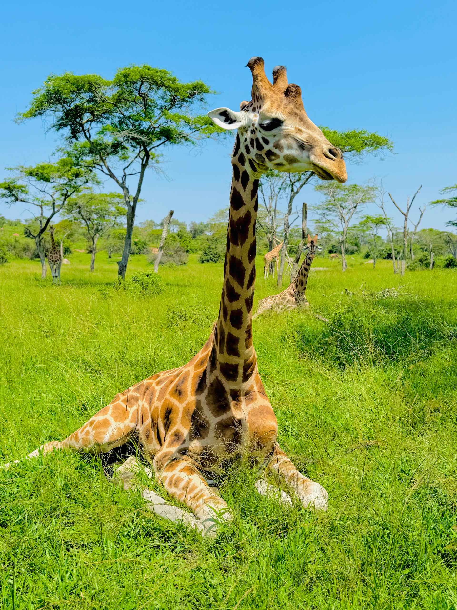 goprimate mburo giraffe