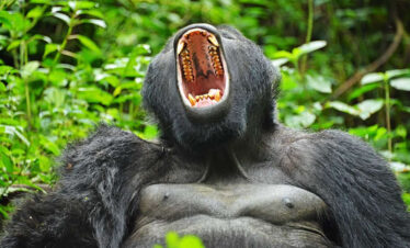 3 Days Gorilla Trekking Safari in Mgahinga National Park