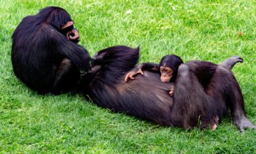 3 Days Chimps Experience