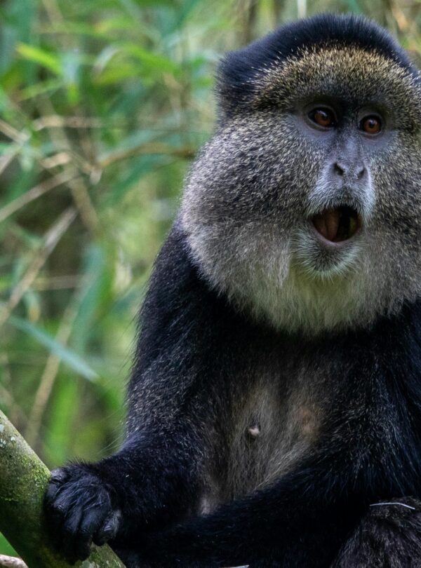 go primate golden monkey