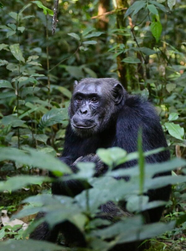 go primate chimp trekking